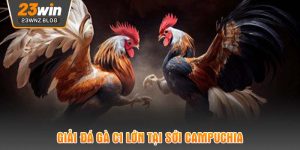 Giải đá gà C1 lớn tại sới Campuchia 