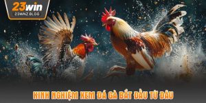 Kinh nghiệm xem đá gà bắt đầu từ đâu